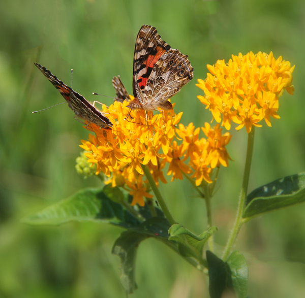 Admiral Butterflies