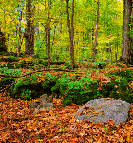 Along the Bruce Trail  LP3