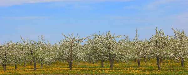 Apple Blossoms