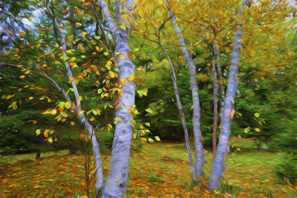 Autumn Birches  AP20