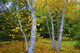 Autumn Birches  AP20