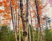 Autumn Birches 2  A4