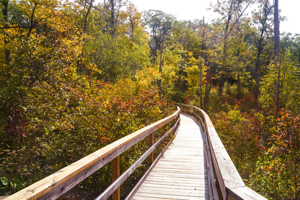 Autumn Boardwalk, Pinery