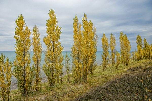 Autumn Poplars  P25