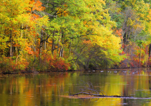 Autumn Reflections