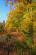 Autumn Textures, Pinery Provincial Park