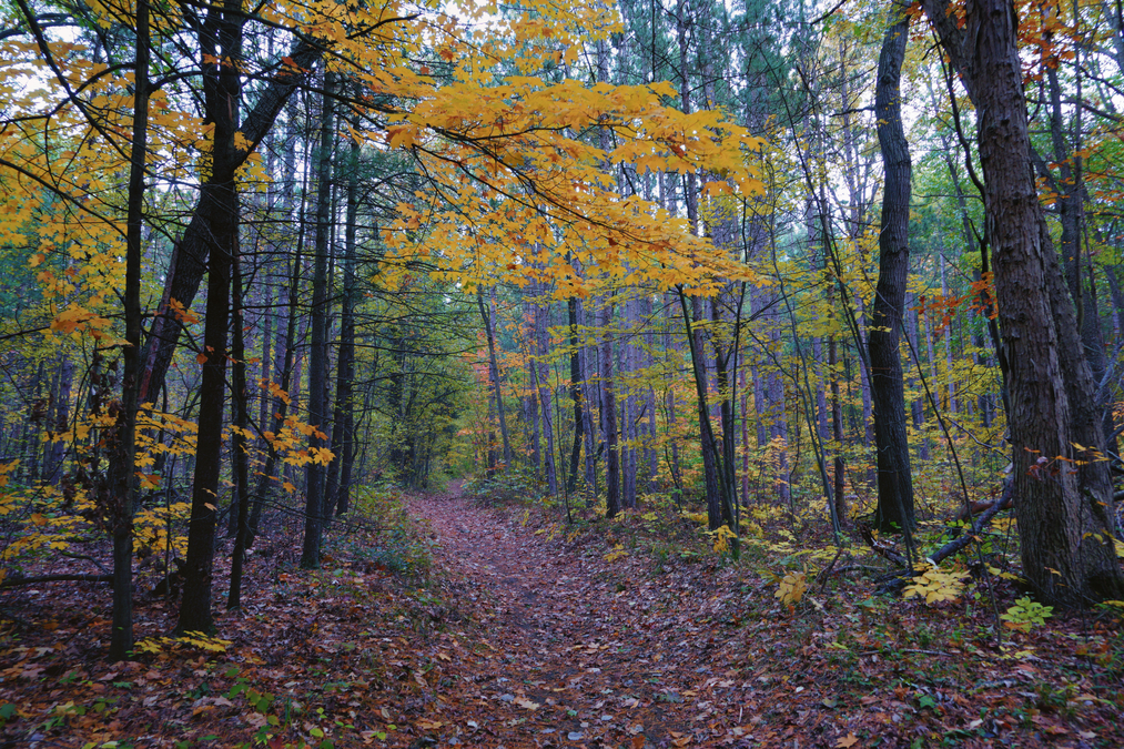 Autumn Walk in the Woods