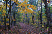 Autumn Walk in the Woods
