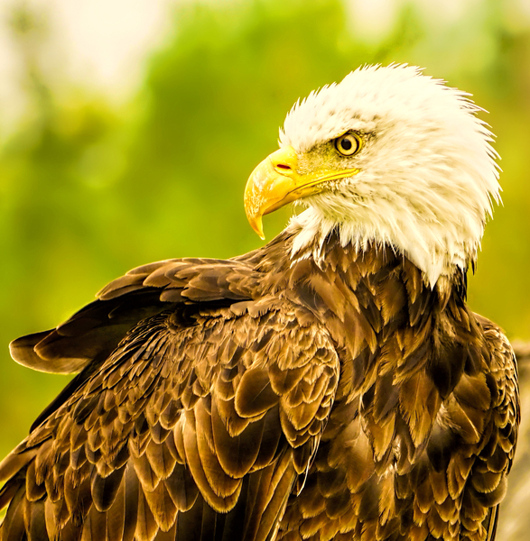 Bald Eagle  C7