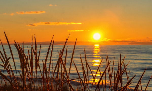 Beach Grass at Sunset, Grand Bend, Lake Huron