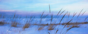 Beach Grass in Winter  BW14
