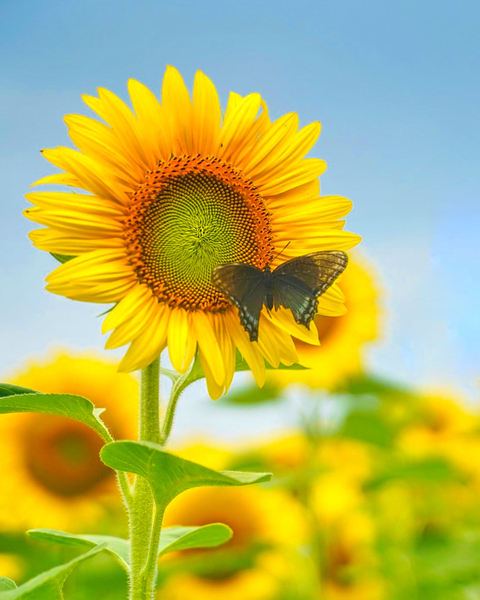 Butterfly on Sunflower