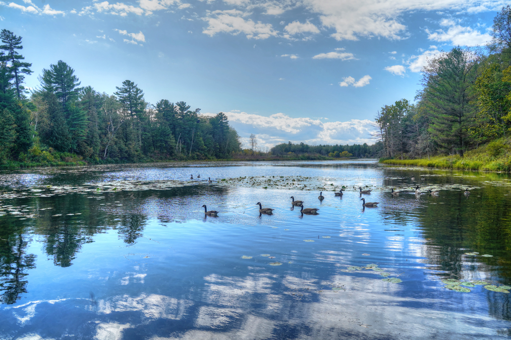 Canada Geese in the Pinery  P5