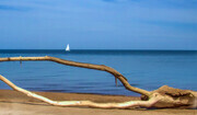 Driftwood and Sailboat  BS13