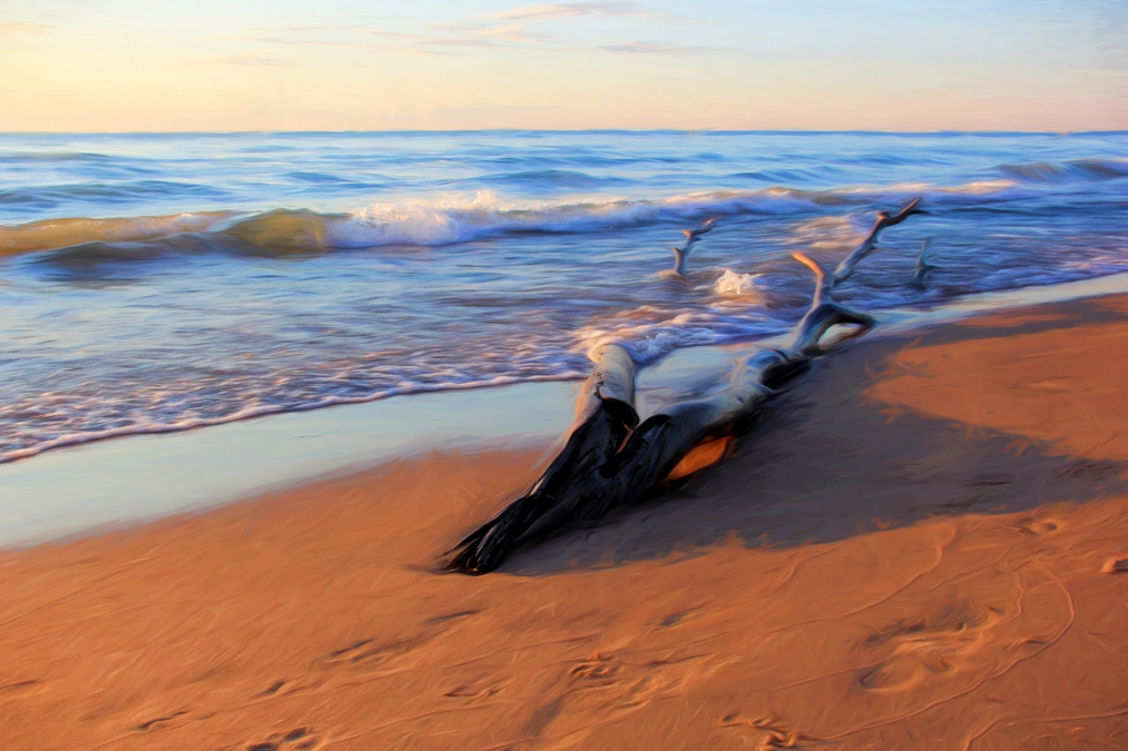 Driftwood on the Beach  BS14