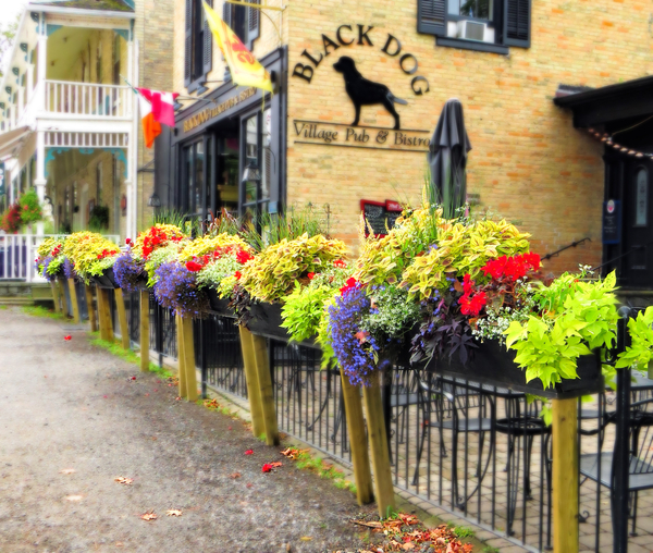 Flowers at the Black Dog, Bayfield