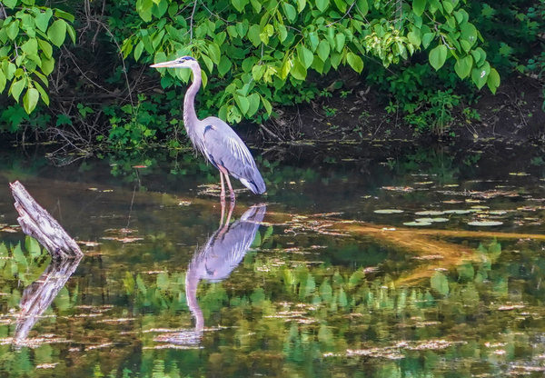 Great Blue Heron