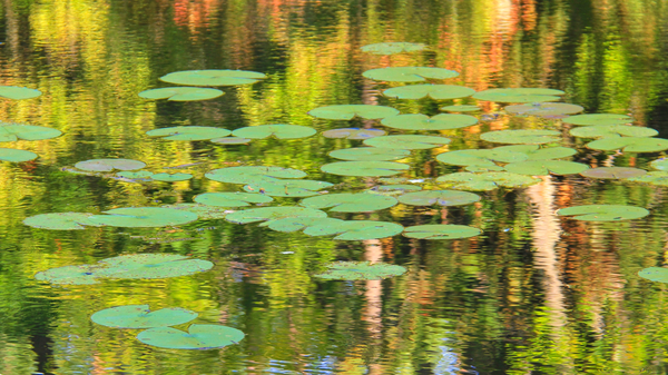 Lilypads in Autumn  A8