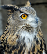 Wise Owl  C9