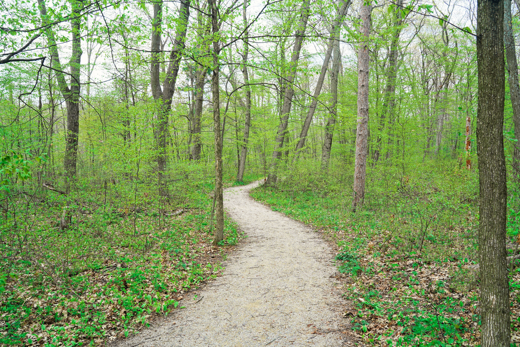 Pinery Trail, Springtime  P6