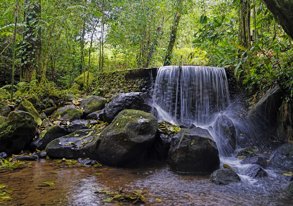 Rainforest Waterfall