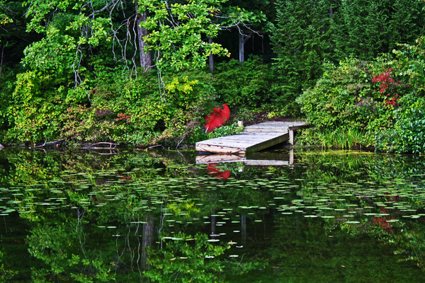 Red Canoe  LP8