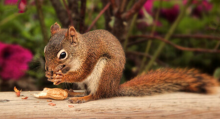 Red Squirrel Enjoying a Peanut  C5