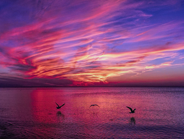 Seagulls at Sunset