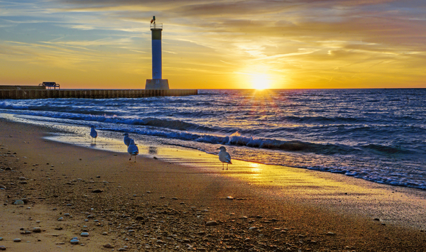 Seagulls at Sunset  SS55