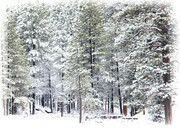 Snowy Trees  BW1