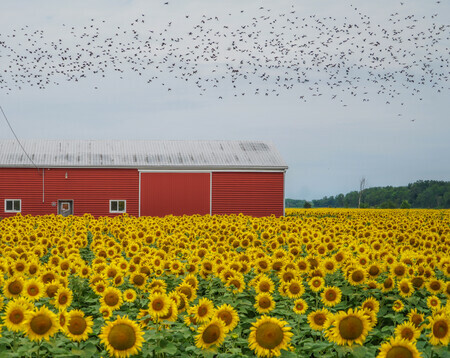 Sunflowers with Red Barn