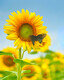 Sunflower with Butterfly