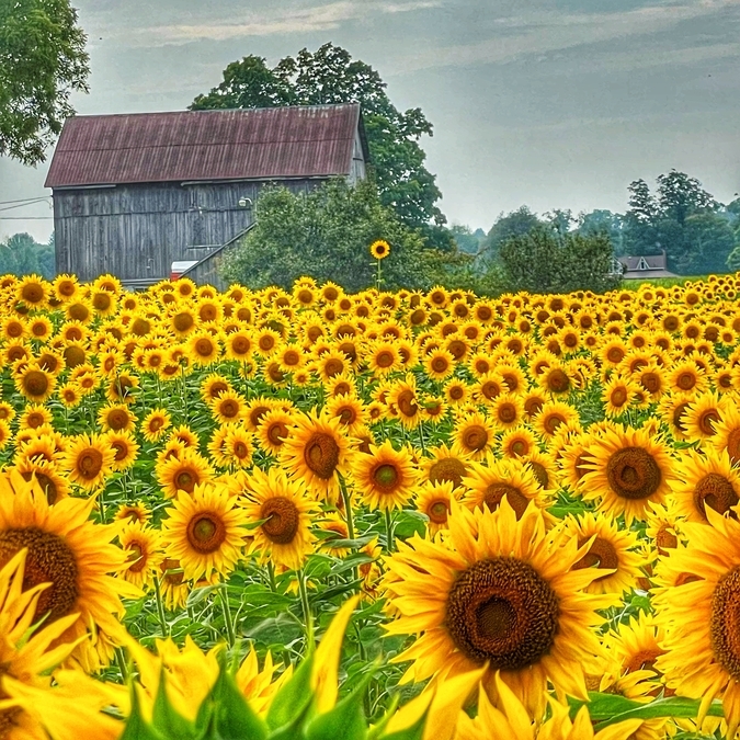 Sunflowers on the Farm