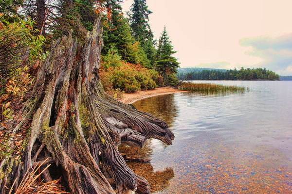 Tree Stump, Algonquin Park  LP7