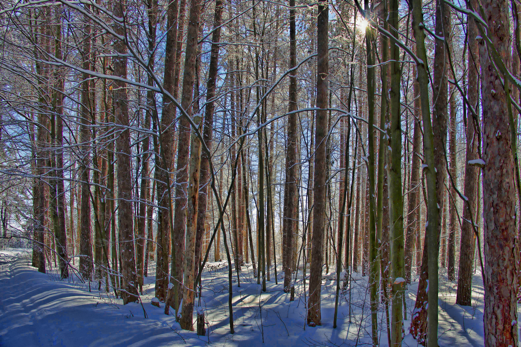 Winter Walk