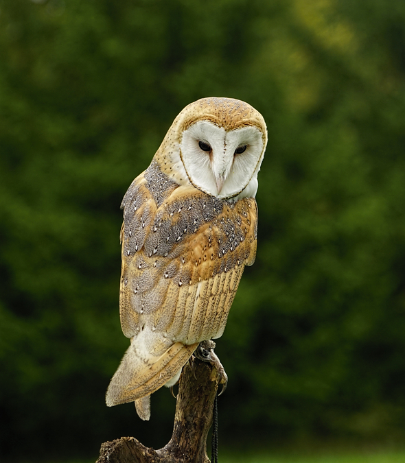 Barn Owl  C6