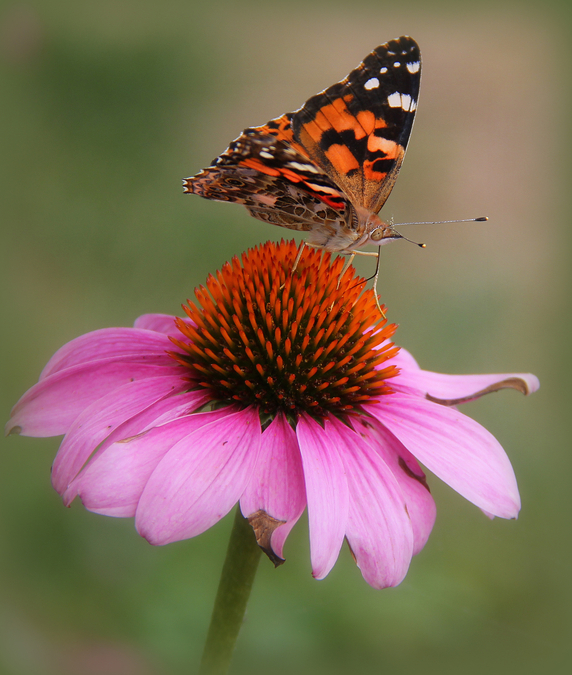 Butterfly on a Cone Flower 2   LP14