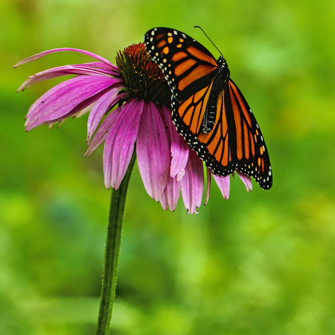 Butterfly on Coneflower  C2