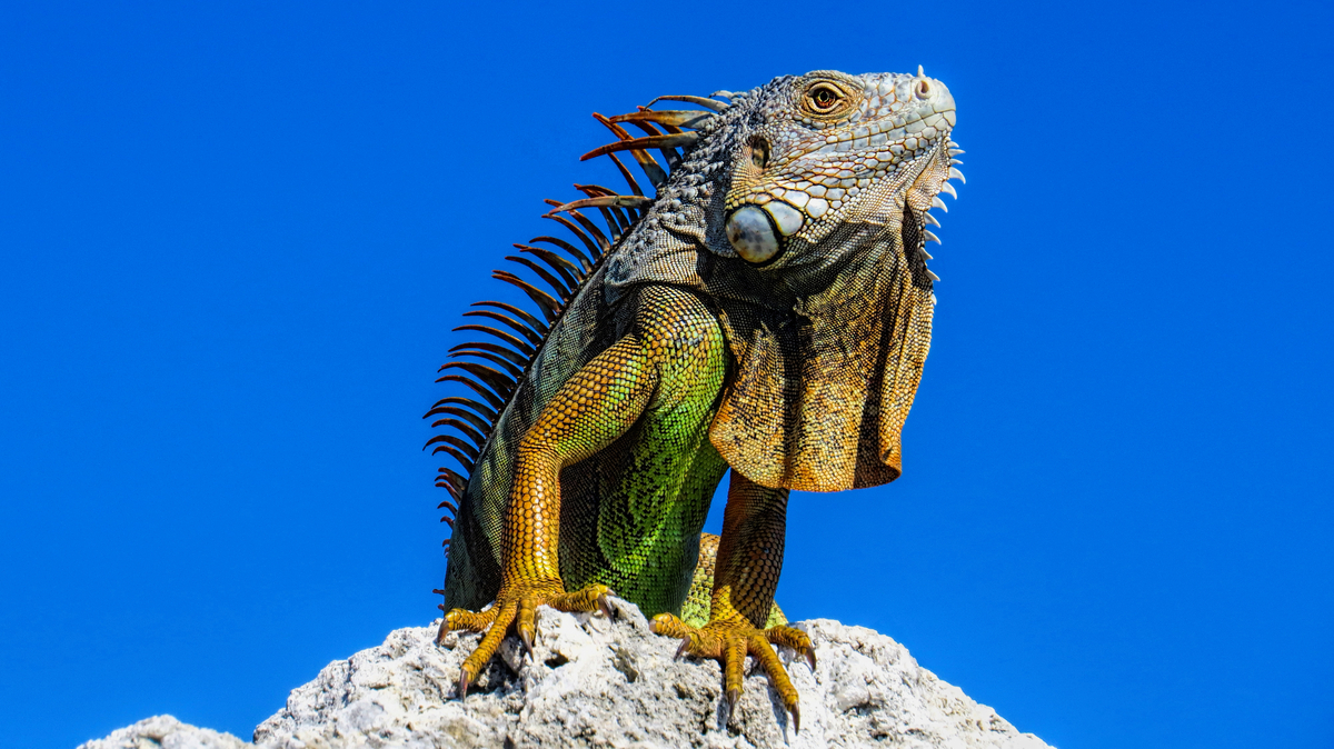 Colourful Iguana  C8