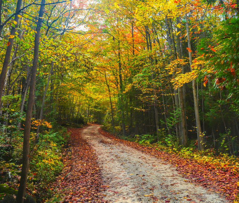 Country Lane, Autumn