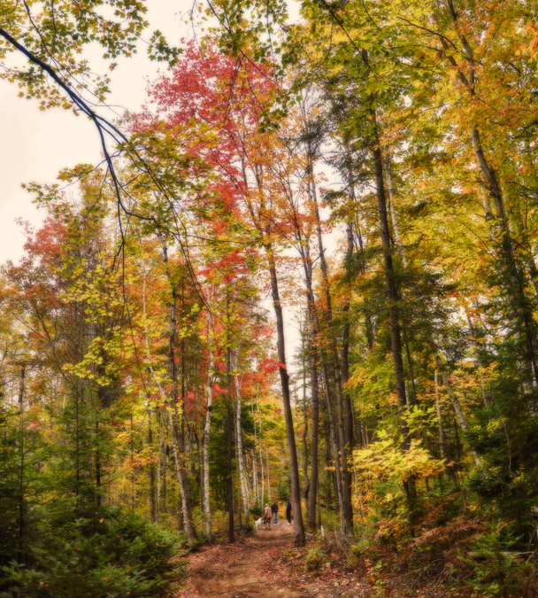 Fall Walk in the Woods A3