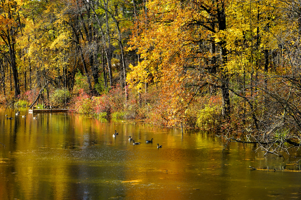 Golden Geese  A9