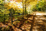 Morrison Trail, Autumn  A15