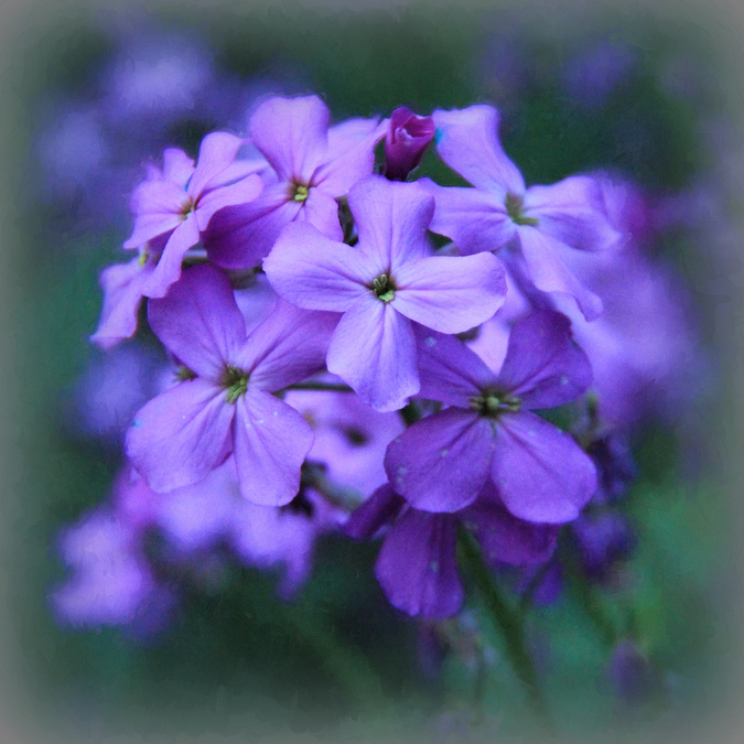 Purple Phlox  LP9