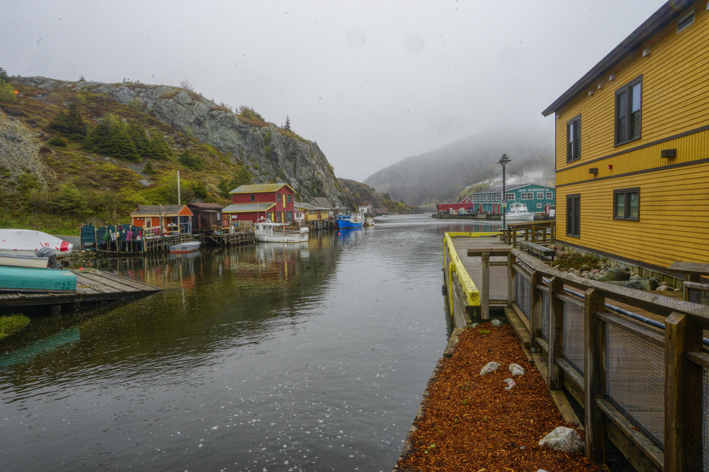 Quidi Vidi  T5