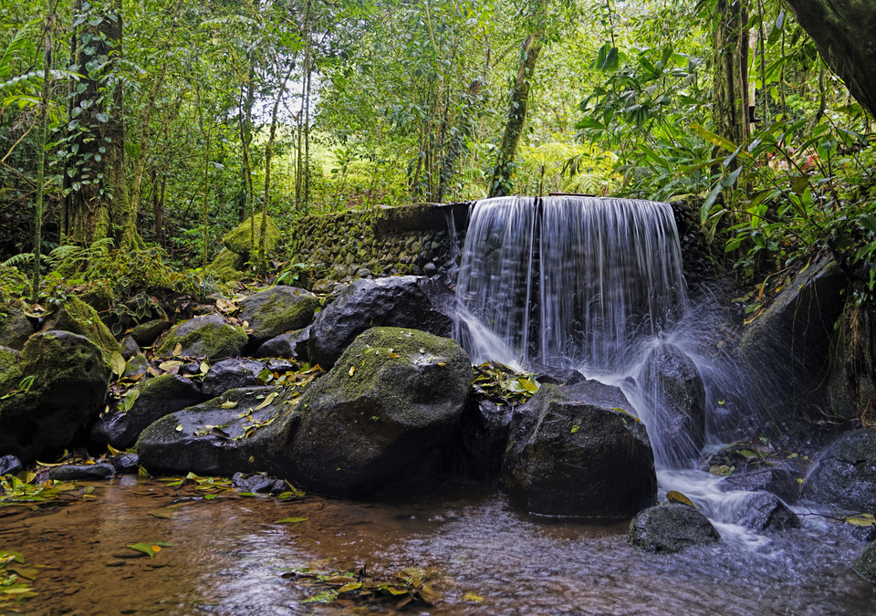 Rainforest Waterfall