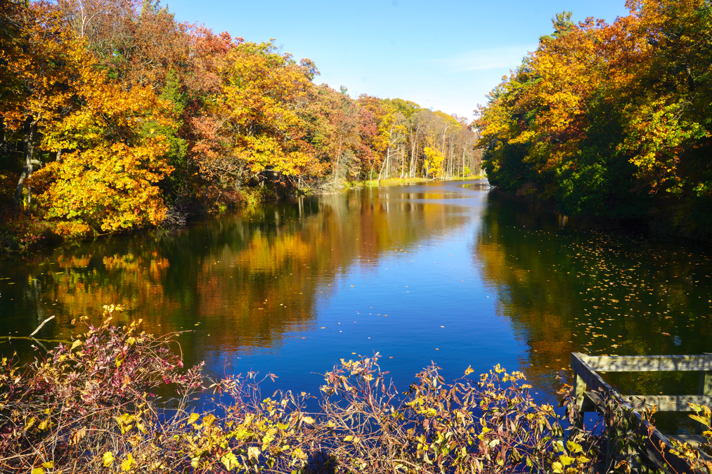 River Reflections, the Pinery