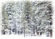 Snowy Trees  BW1