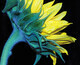 Sunflower  LP17