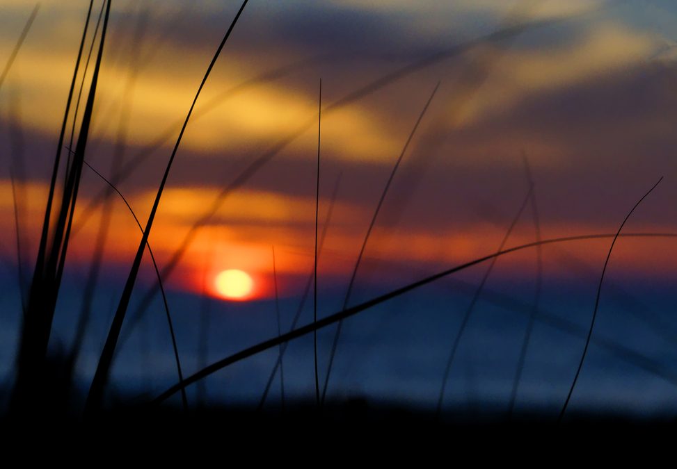 Through the Grass